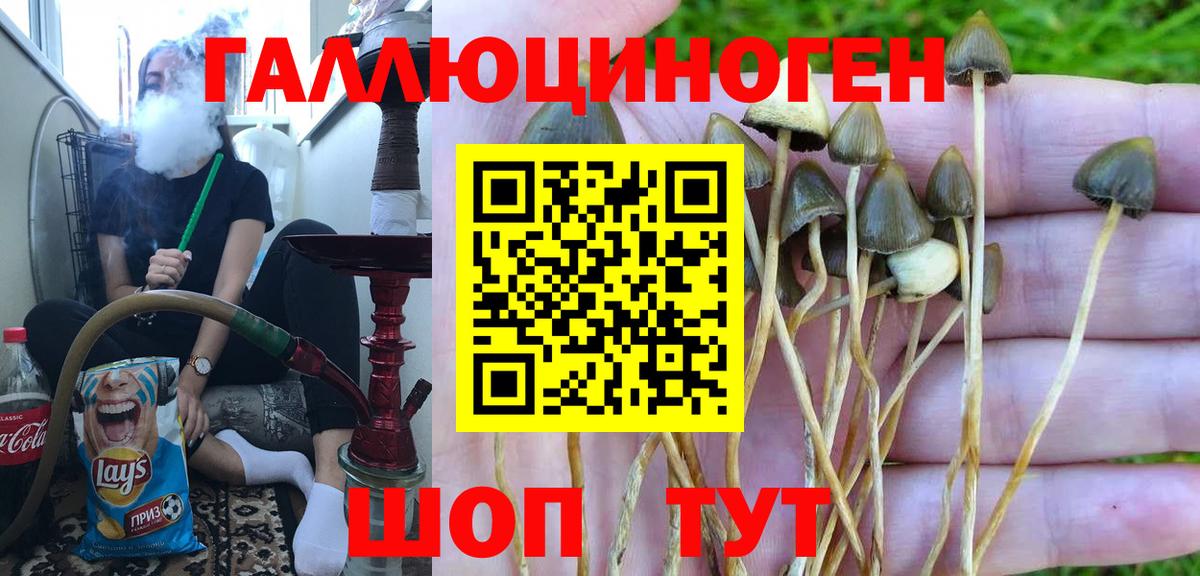 Донской  Псилоцибиновые грибы Psilocybe  Вход с VPN 